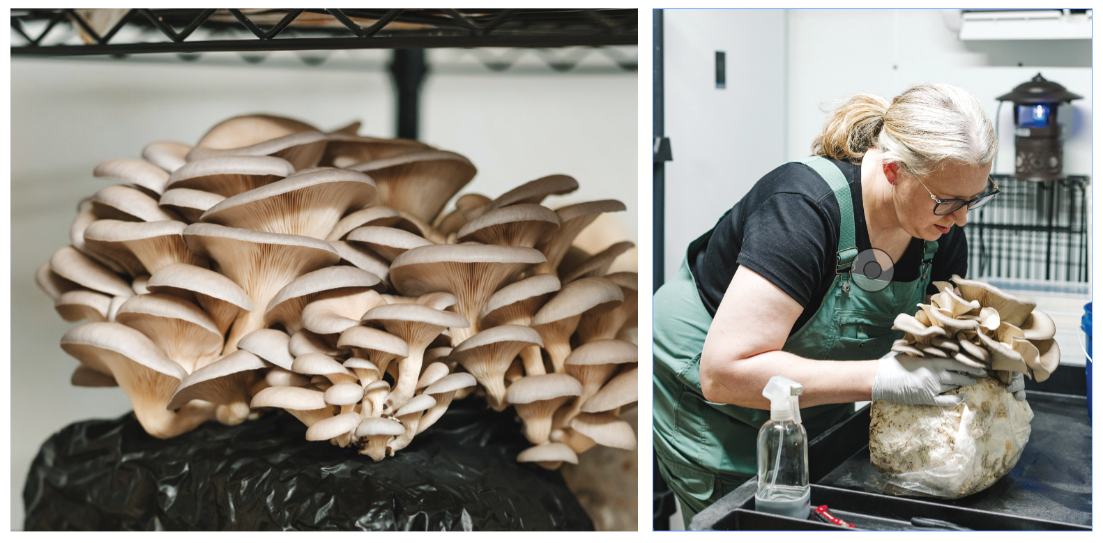 Classic City Gourmet Mushrooms 6