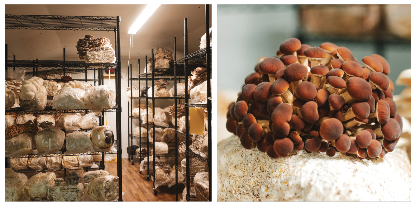 Classic City Gourmet Mushrooms 7